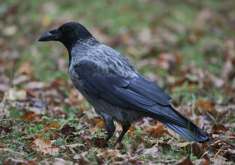 komm großer schwarzer Vogel Foto & Bild tiere, wildlife, wild lebende