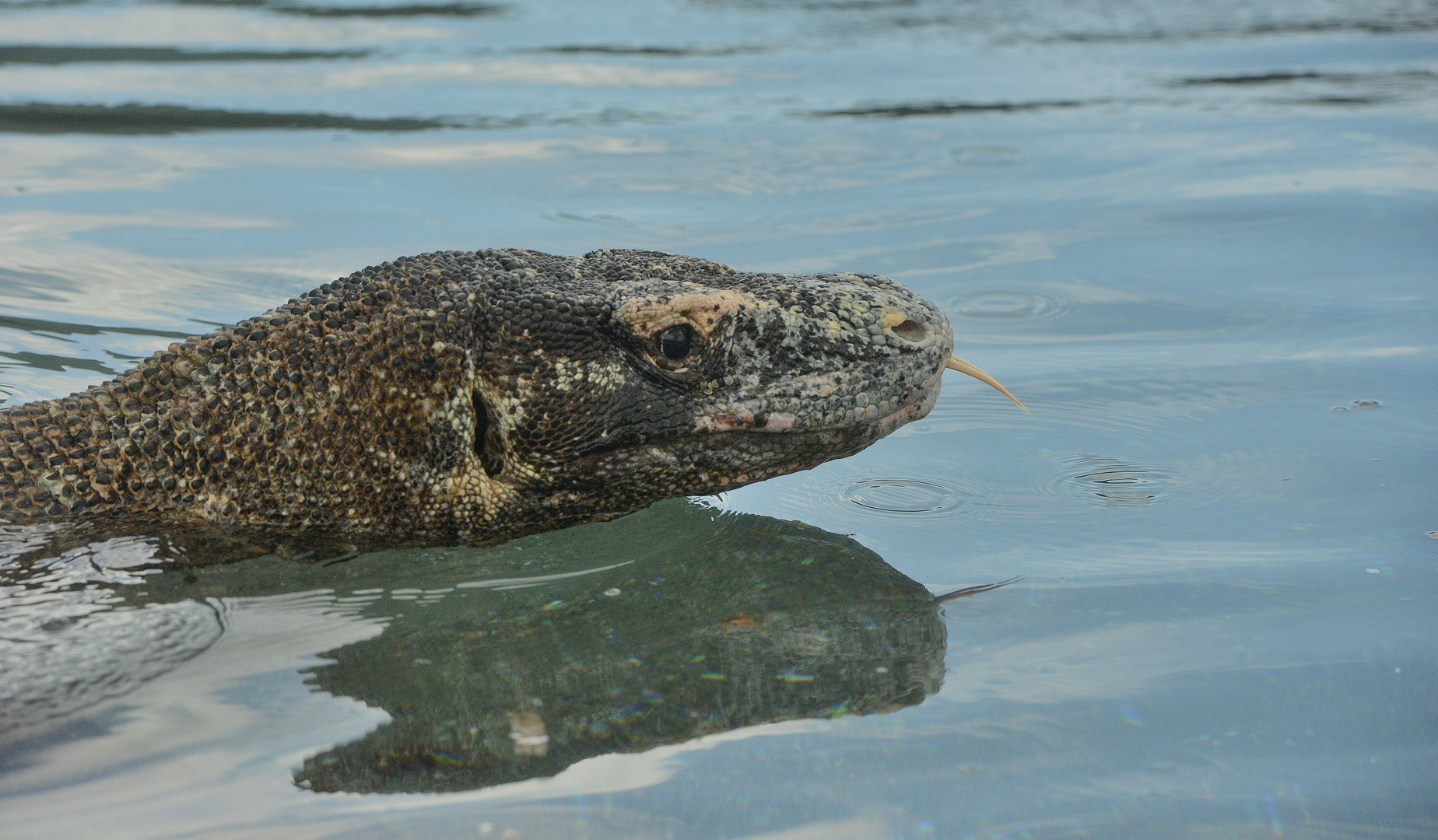 Komodowaran im Wasser Foto & Bild | tiere, wildlife, amphibien