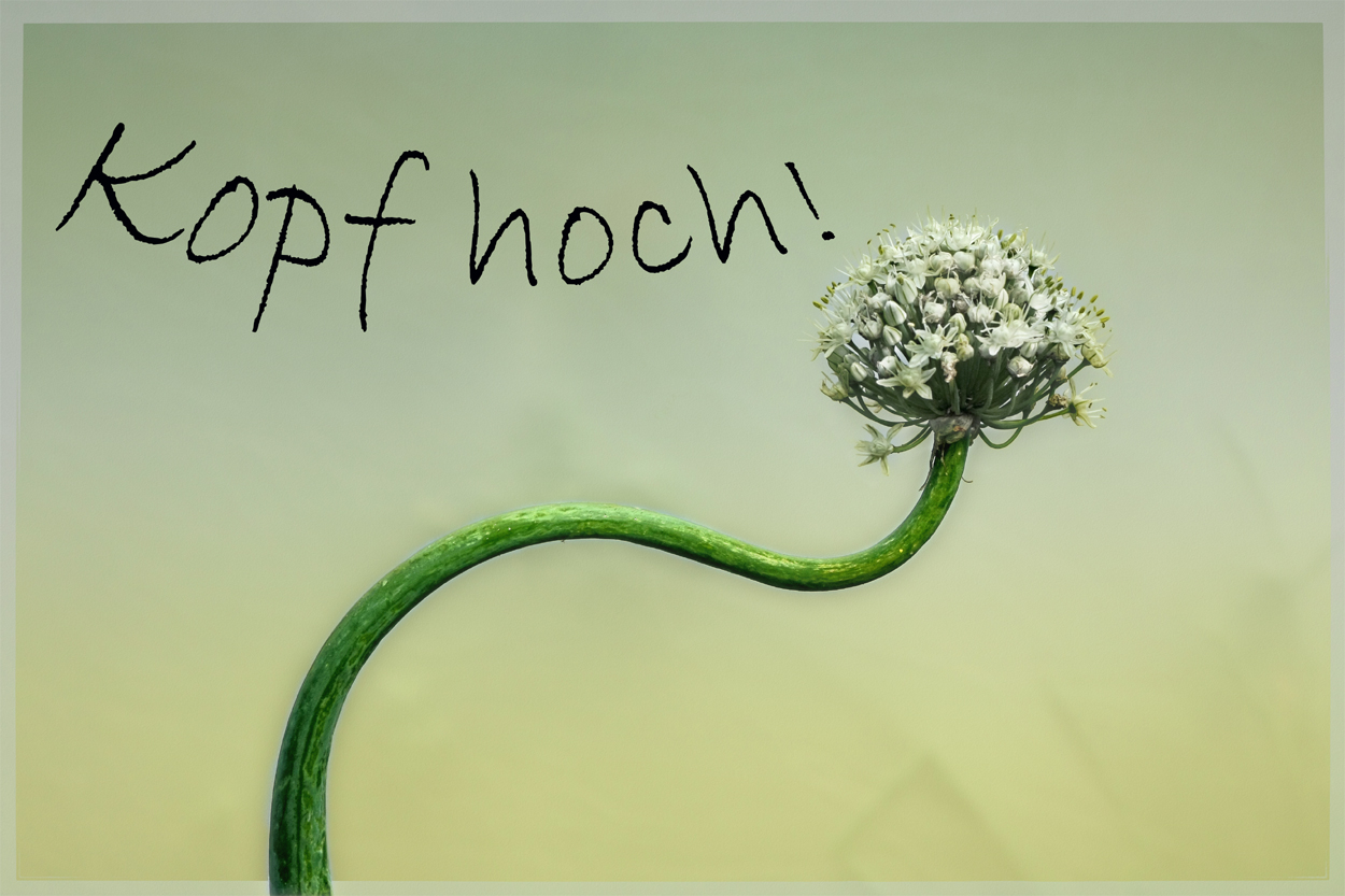 Kopf Hoch Bilder Kopf Hoch Bilder