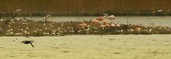 Kormoran fischt im Flug?
