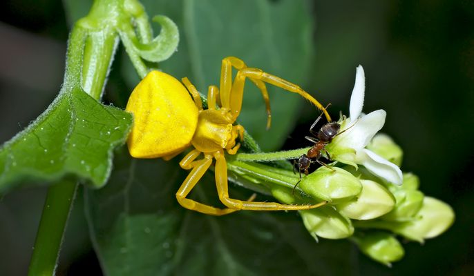 Krabbenspinne (Thomisus onustus) mit Ameise... 1. Foto - Dans les griffes du "diable"!