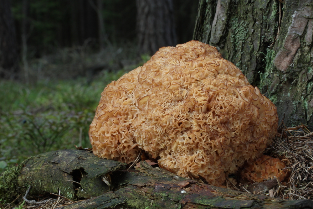 Krause Glucke Foto &amp; Bild | pflanzen, pilze &amp; flechten, pilze ...