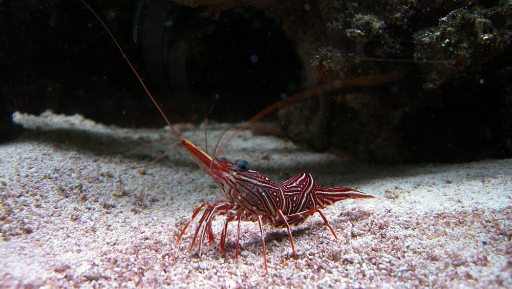 Krebs Foto & Bild tiere, zoo, wildpark & falknerei, zoo aquaristik