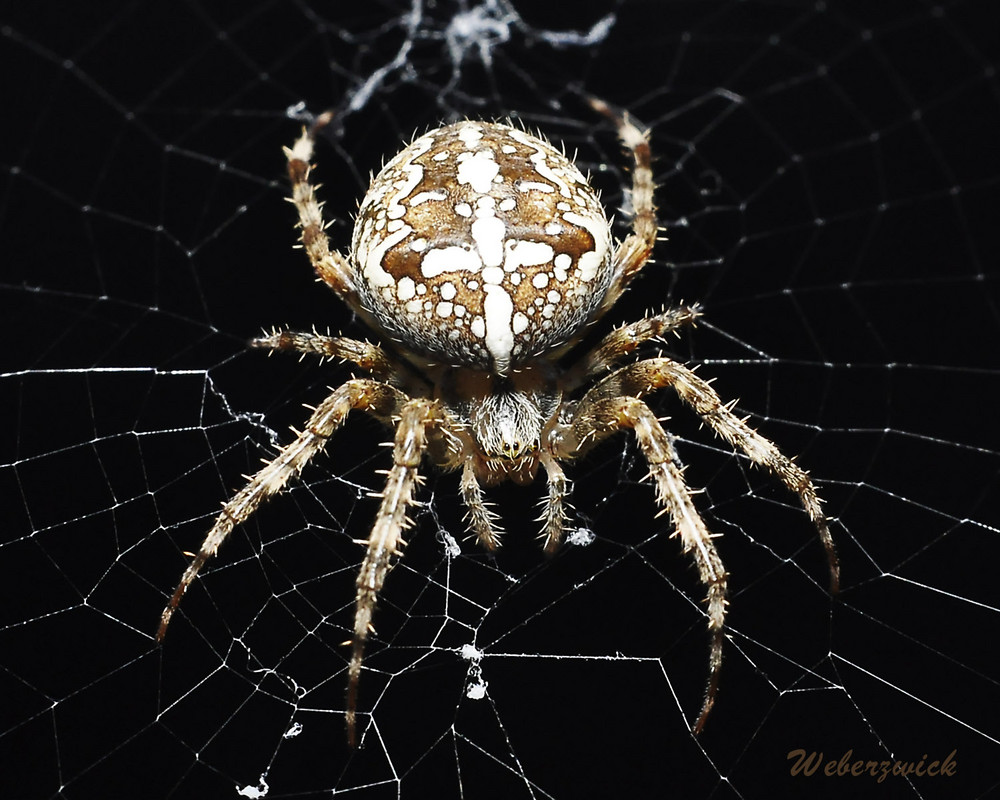 Kreuzspinne Foto & Bild | tiere, tierdetails, natur Bilder auf
