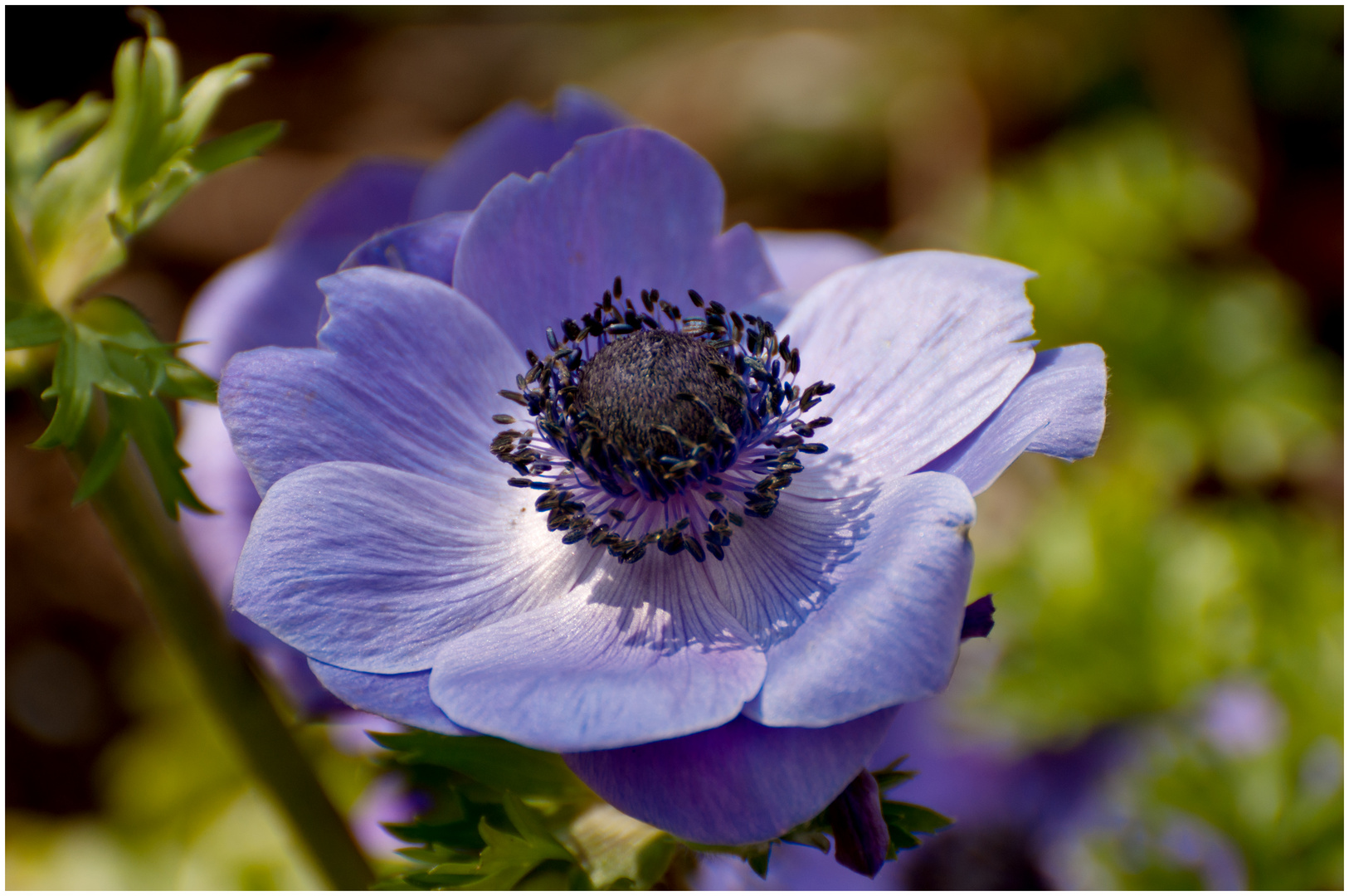 Kronen Anemone kronen anemone foto bild pflanzen pilze flechten Kronen Anemone kronen anemone foto bild pflanzen pilze flechten