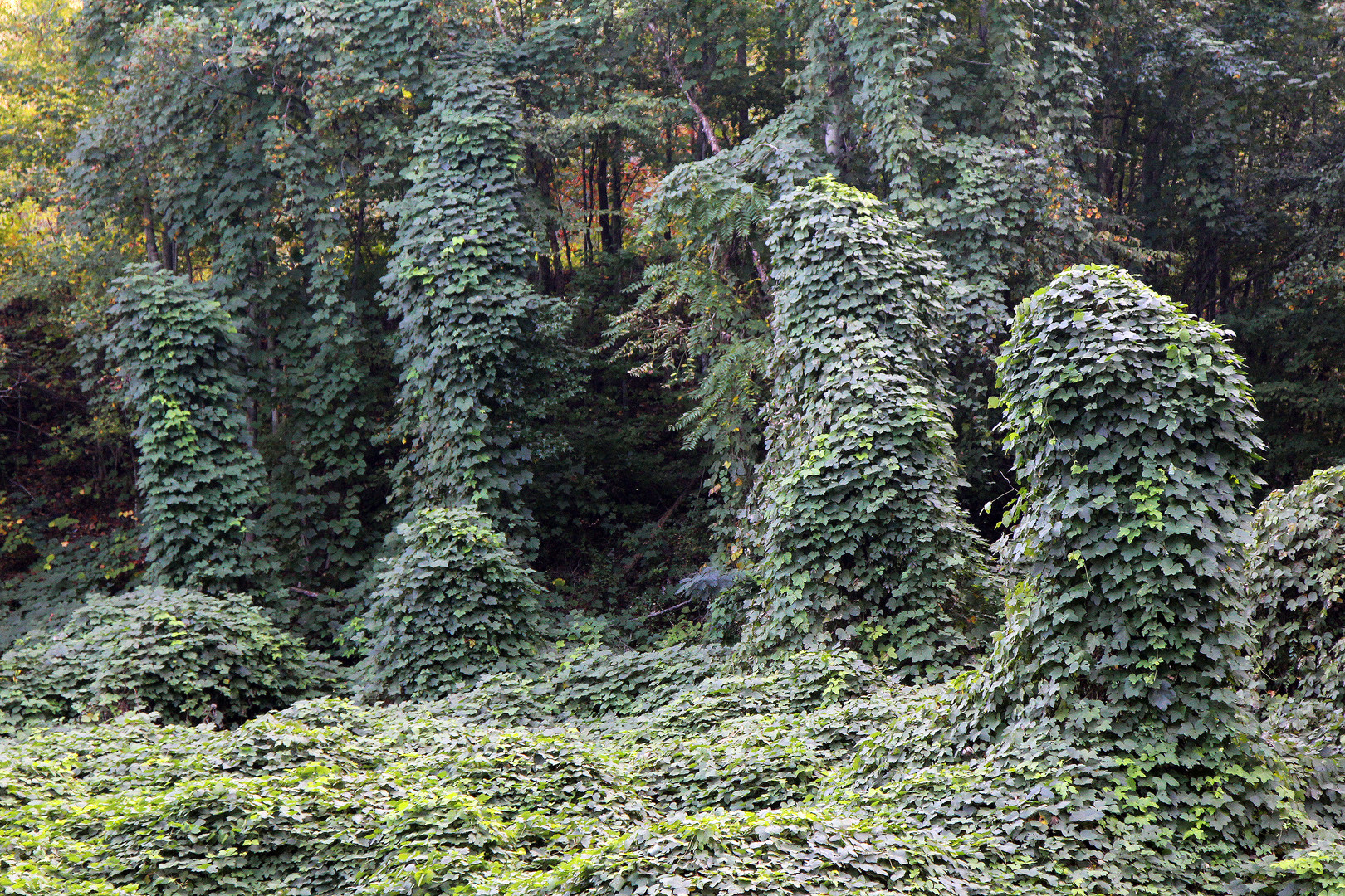 KUDZU überwuchert alles... West Virginia , USA Foto & Bild pflanzen