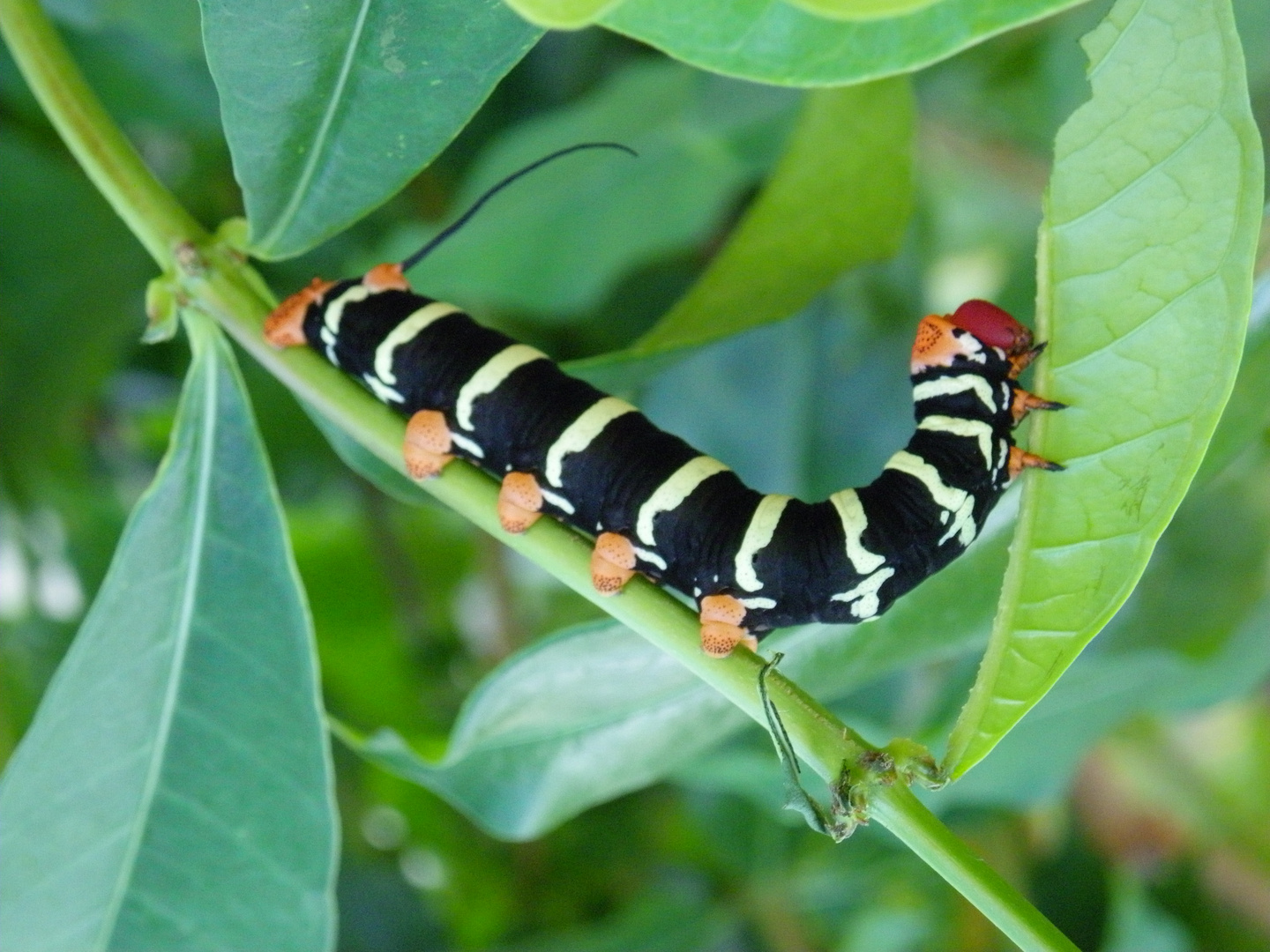 La chenille rasta photo et image animaux, chenille, nature Images