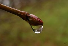 .. la gota ...(proyecto,gotas de agua)