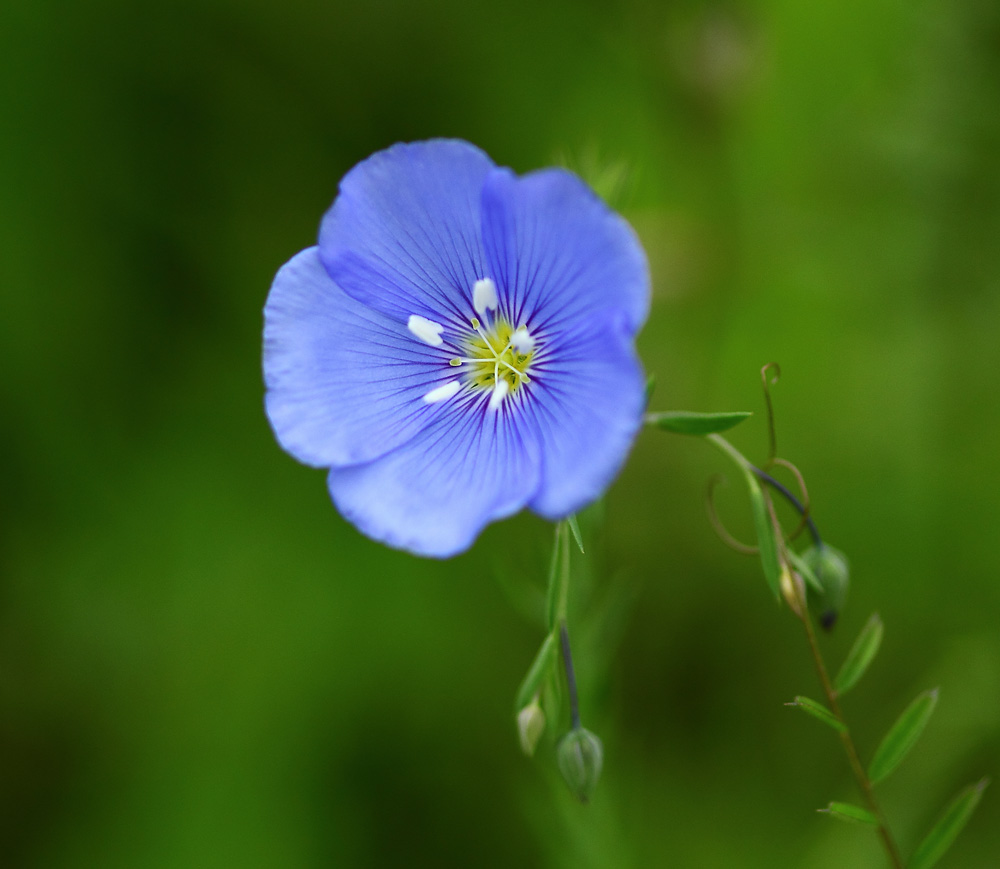 la petite fleur bleue ! photo et image fleurs, divers, nature Images