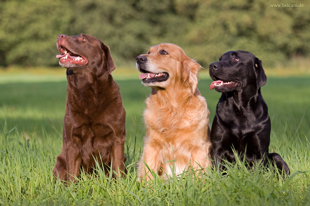Labrador Retriever und Golden Retriever Foto & Bild tiere, haustiere, hunde Bilder auf