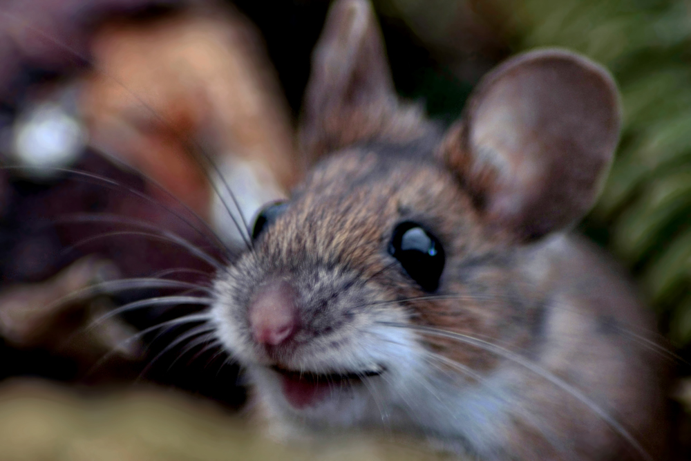Lachende Maus Lachende Maus