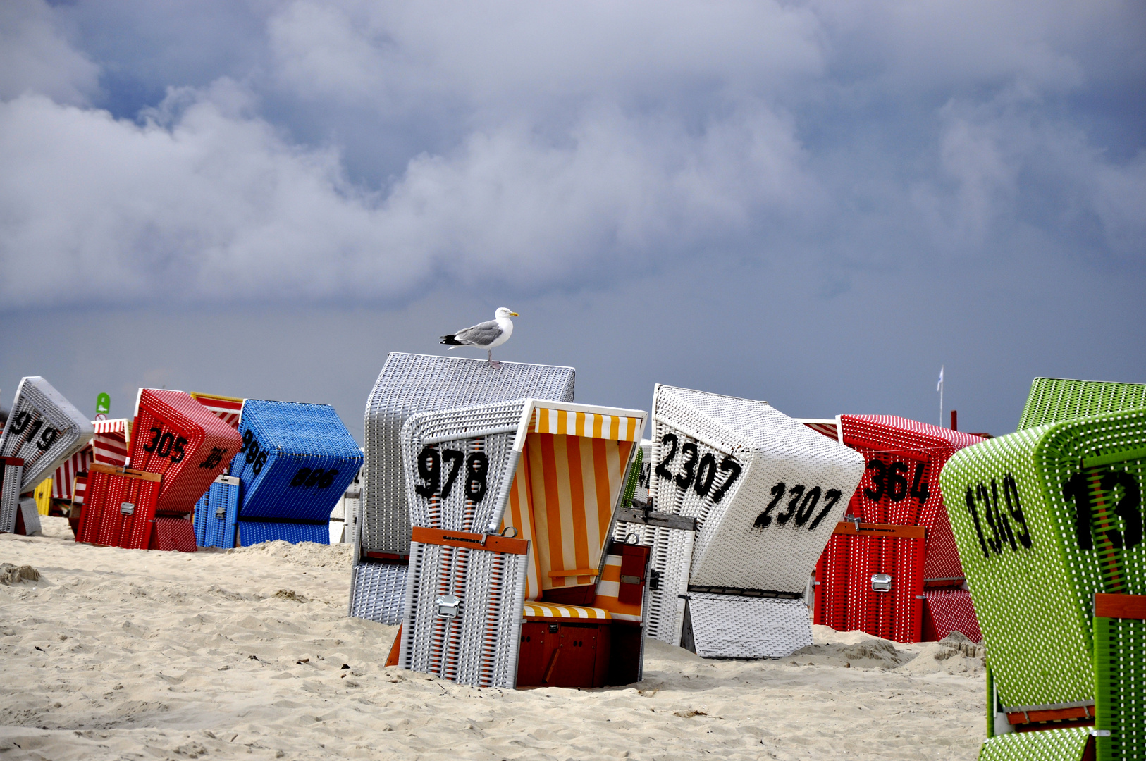 langeoog möwe auf dem strandkorb Foto & Bild pflanzen, pilze