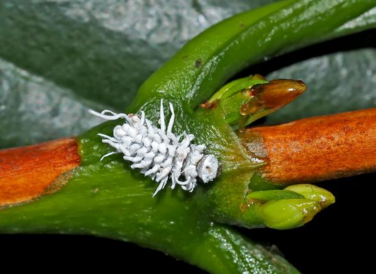 Larve vom Australischen Marienkäfer. - La larve est aussi utile que la coccinelle!