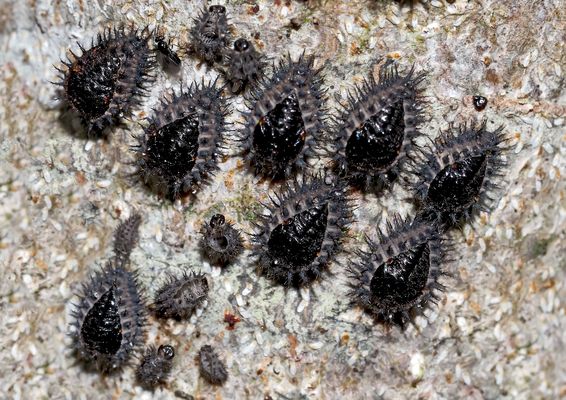 Larven vom Schwarzen Zweipunkt-Marienkäfer * - Les larves d'un genre de coccinelle.