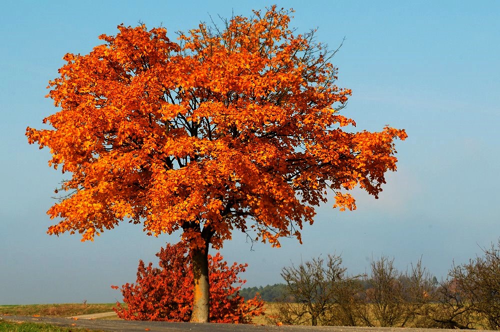 Laubbaum Foto & Bild pflanzen, pilze & flechten, bäume, fotos Bilder