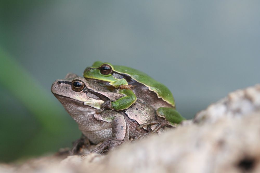 Laubfrösche bei der Paarung Foto &amp; Bild | tiere, wildlife, amphibien ...