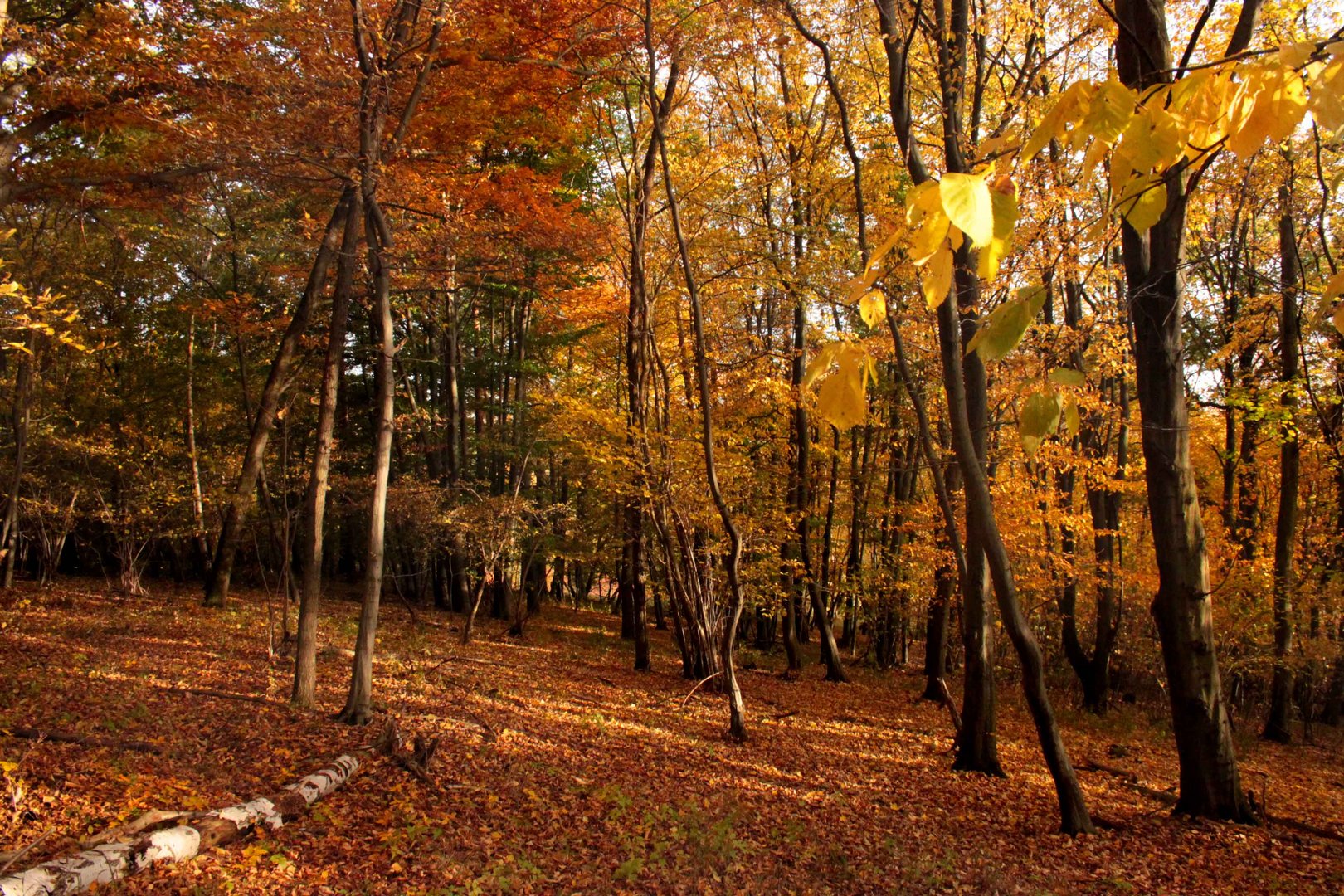 Laubwald Foto & Bild jahreszeiten, herbst, bäume Bilder auf