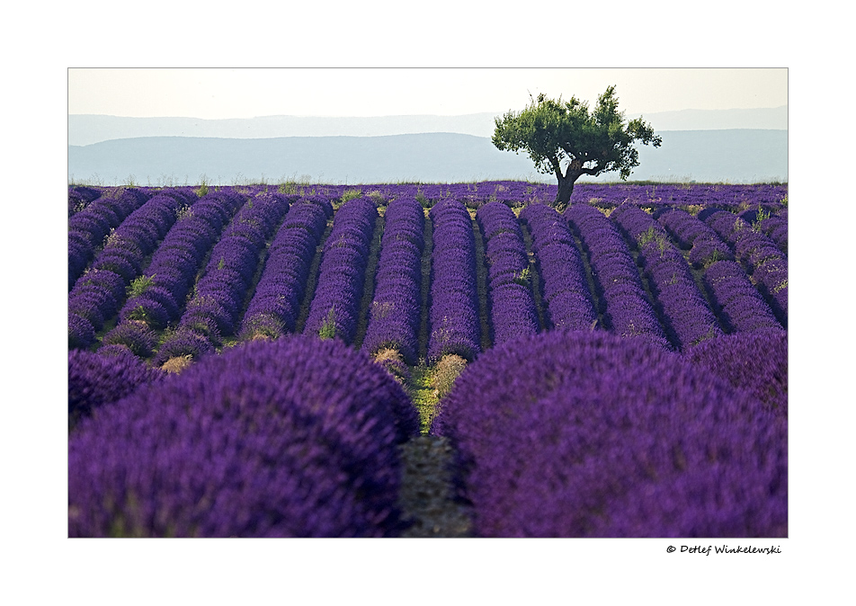 lavendel mit baum Foto & Bild | landschaft, Äcker, felder ...