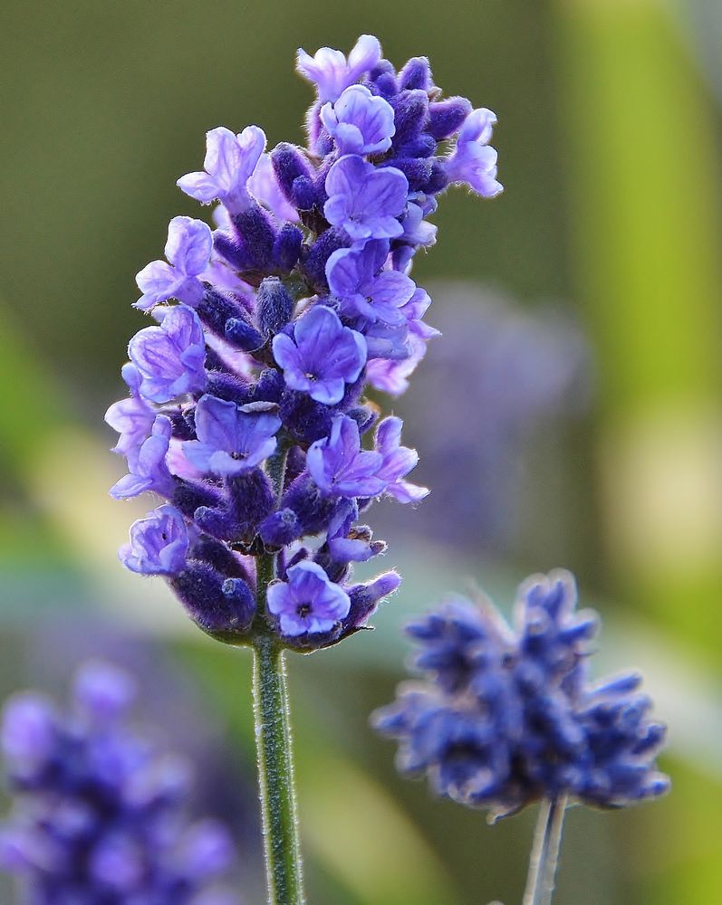 "Lavendelblüte" Foto & Bild pflanzen, pilze & flechten, blüten