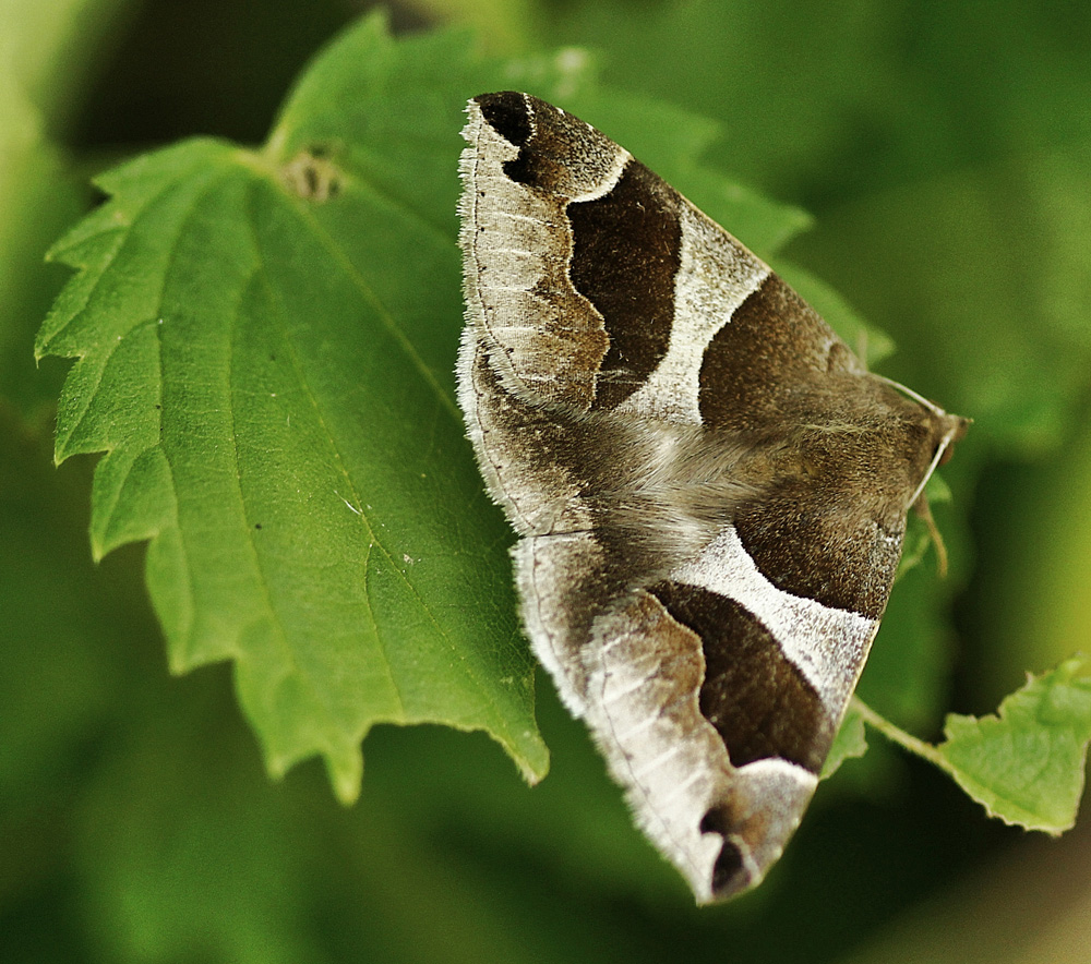le papillon de nuit ! photo et image macro nature, macro insectes, papillons Images