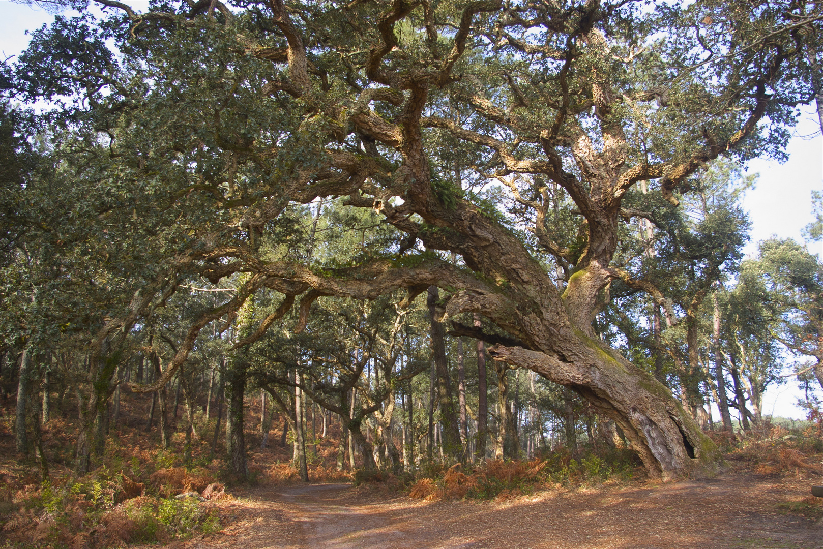 Le vieux chène liège dans la forêt des Landes en 2011. photo et image