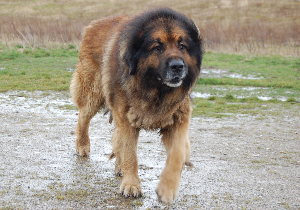 Leonberger Foto & Bild tiere, haustiere, hunde Bilder auf