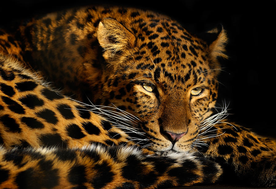 Leopard Foto & Bild | tiere, zoo, wildpark & falknerei, säugetiere ...
