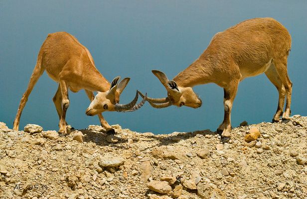 Let's get ready to rumbleeeeeeeeeee :) Nubischer oder auch Syrischer Steinbock ( Capra nubiana )
