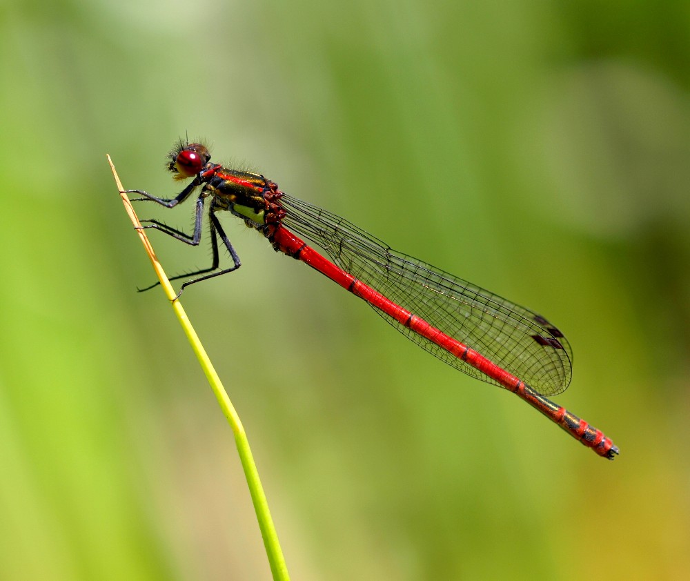 Libelle Foto & Bild tiere, wildlife, libellen Bilder auf