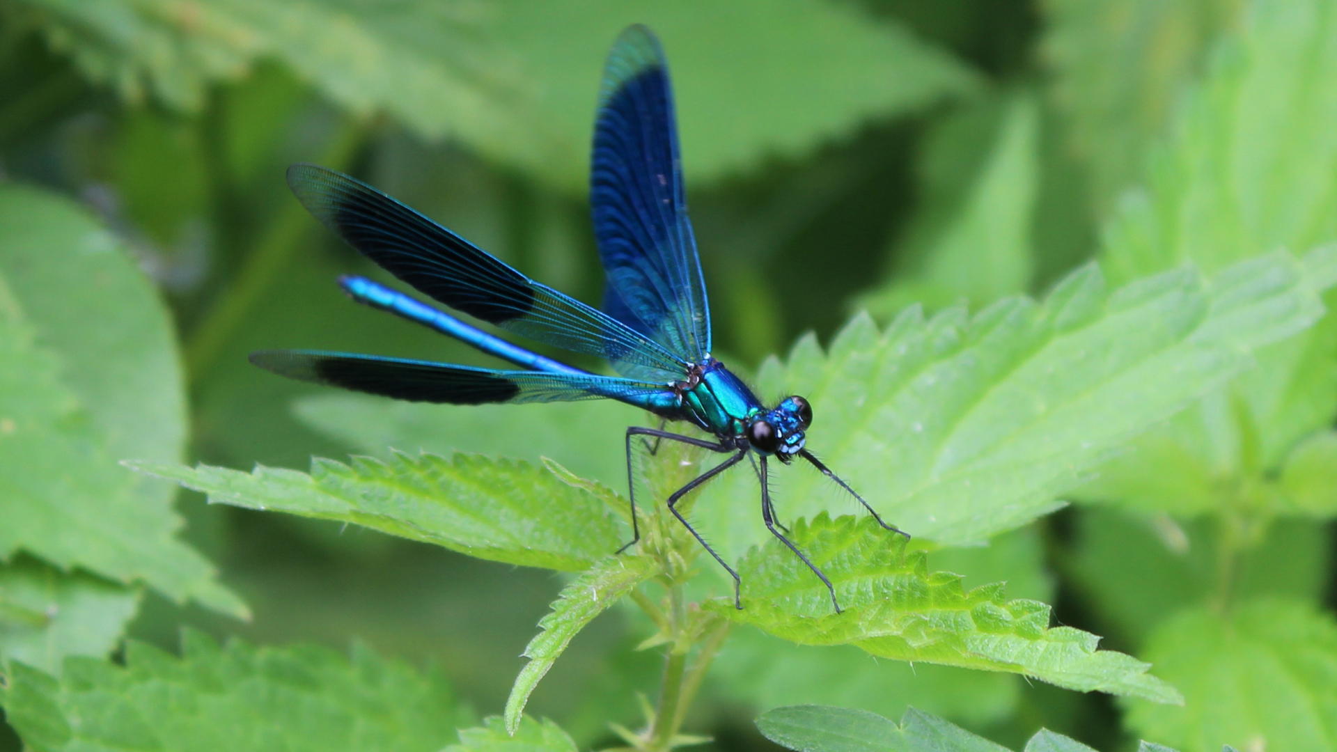 Libelle in BlauMetallic =) Foto & Bild tiere, wildlife, libellen