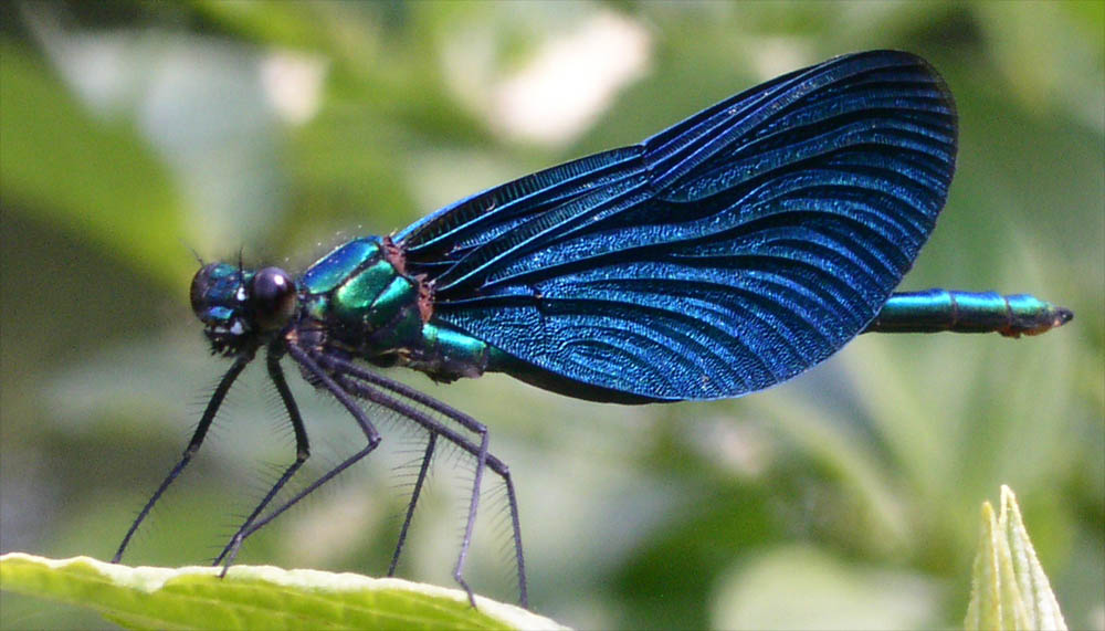 Libelle - Nahaufnahme Foto & Bild | tiere, wildlife, libellen Bilder ...