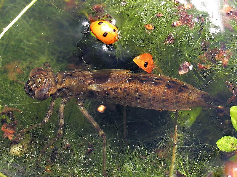 Libellenlarve im Miniteich Foto & Bild tiere, wildlife, natur Bilder