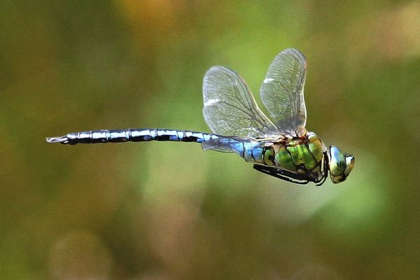 Dragonfly