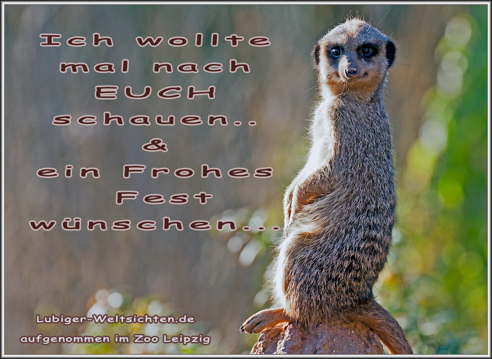 Liebe Weihnachtsgrüße Foto & Bild | karten und kalender ... Liebe Weihnachtsgrüße Foto & Bild | karten und kalender ...