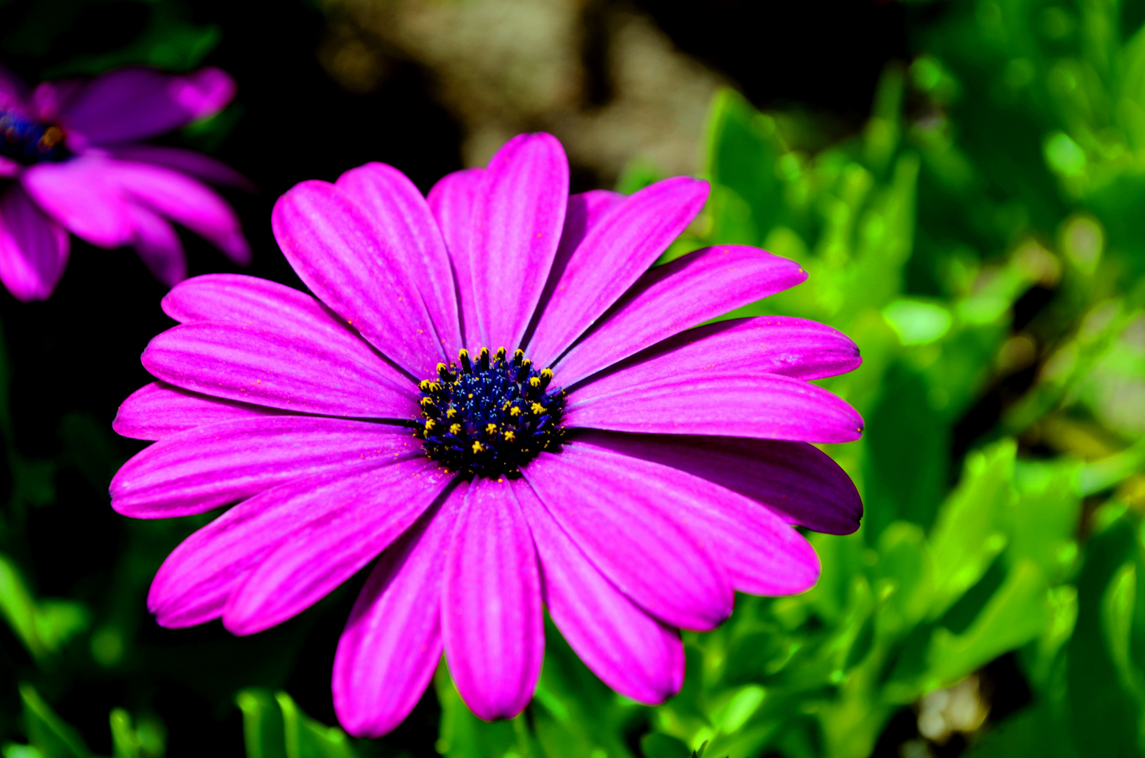 Lila Blüte Foto & Bild pflanzen, pilze & flechten, blüten