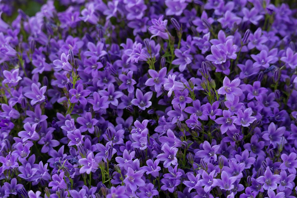 lila Blumen Foto &amp; Bild pflanzen, pilze &amp; flechten