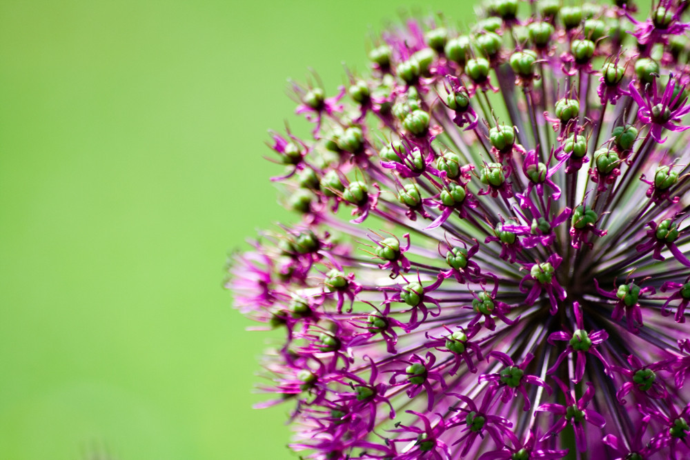 LilaGrün Foto & Bild pflanzen, pilze & flechten, blüten & kleinpflanzen, frühling Bilder auf