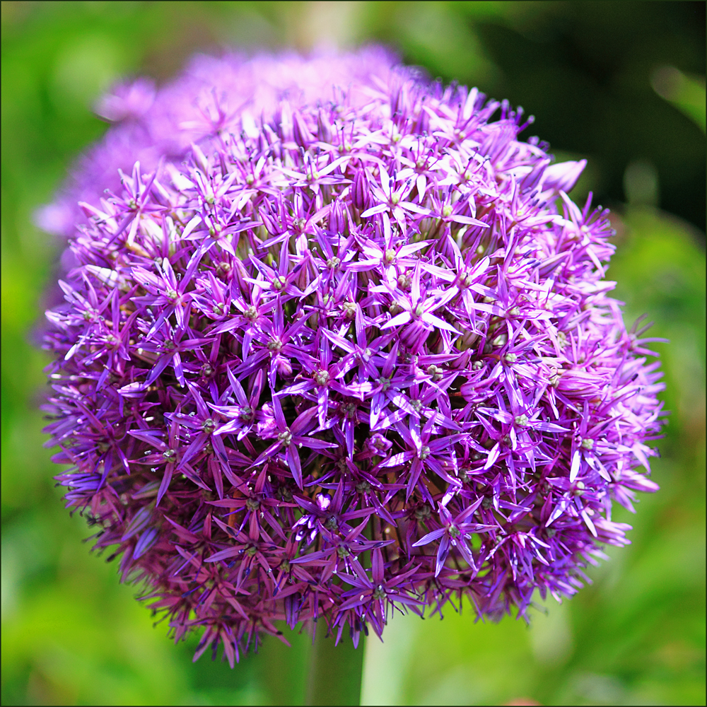 Lila Kugel Foto & Bild pflanzen, pilze & flechten, blüten