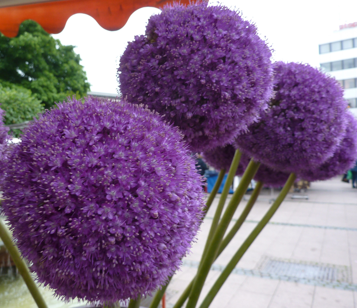 LILA Kugelblume Allium Foto & Bild tiere & pflanzen Bilder auf