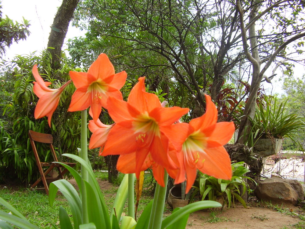 lirios Imagen & Foto plantas, flores, gp Fotos de