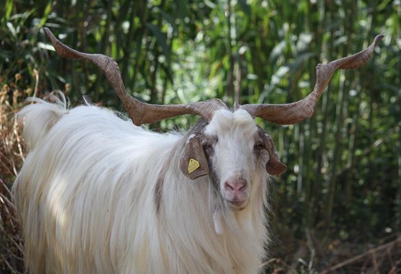 lo straordinario caprone dell'amico Salvatore ... the straordinary he-goat of my friend