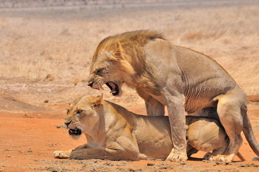 Löwen - Hochtzeit Foto & Bild | afrika, lion, kenia Bilder Löwen - Hochtzeit Foto & Bild | afrika, lion, kenia Bilder