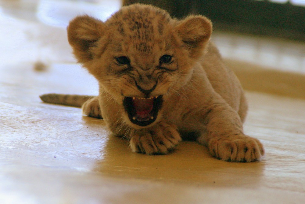 Löwenbaby Foto & Bild tiere, zoo, wildpark & falknerei, säugetiere