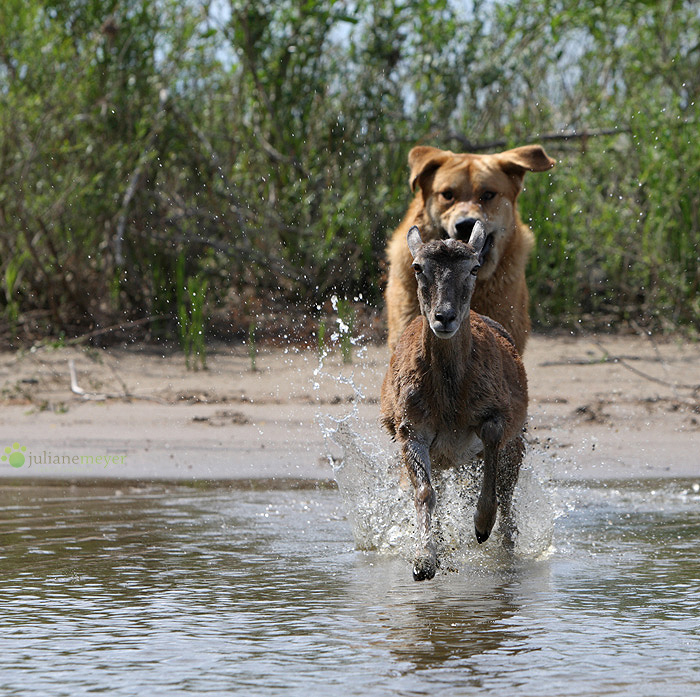 hunde für löwenjagd
