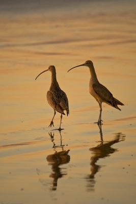 Long-billed Curlew (Numenius americanus) birds on Morro Strand State Beach during a golden sunset.