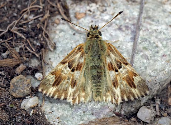 Loreley-Dickkopffalter (Carcharodus lavatherae) - L'Hespérie de l'Epiaire.