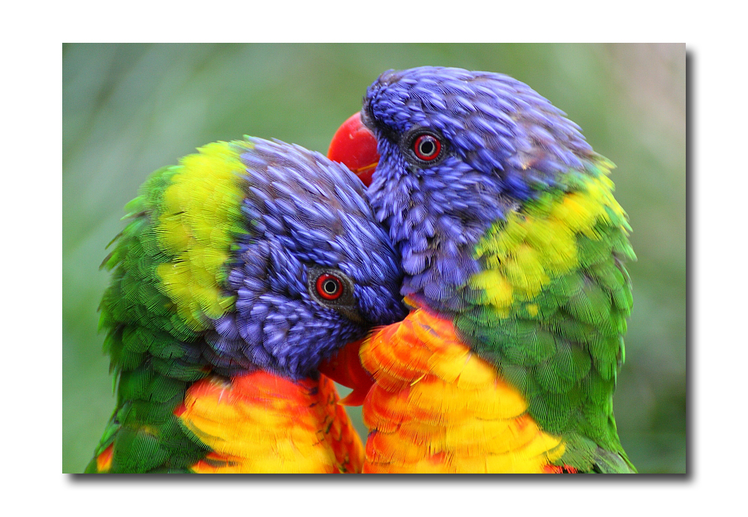 Loris Papagei Liebe Foto & Bild tiere, zoo, wildpark & falknerei