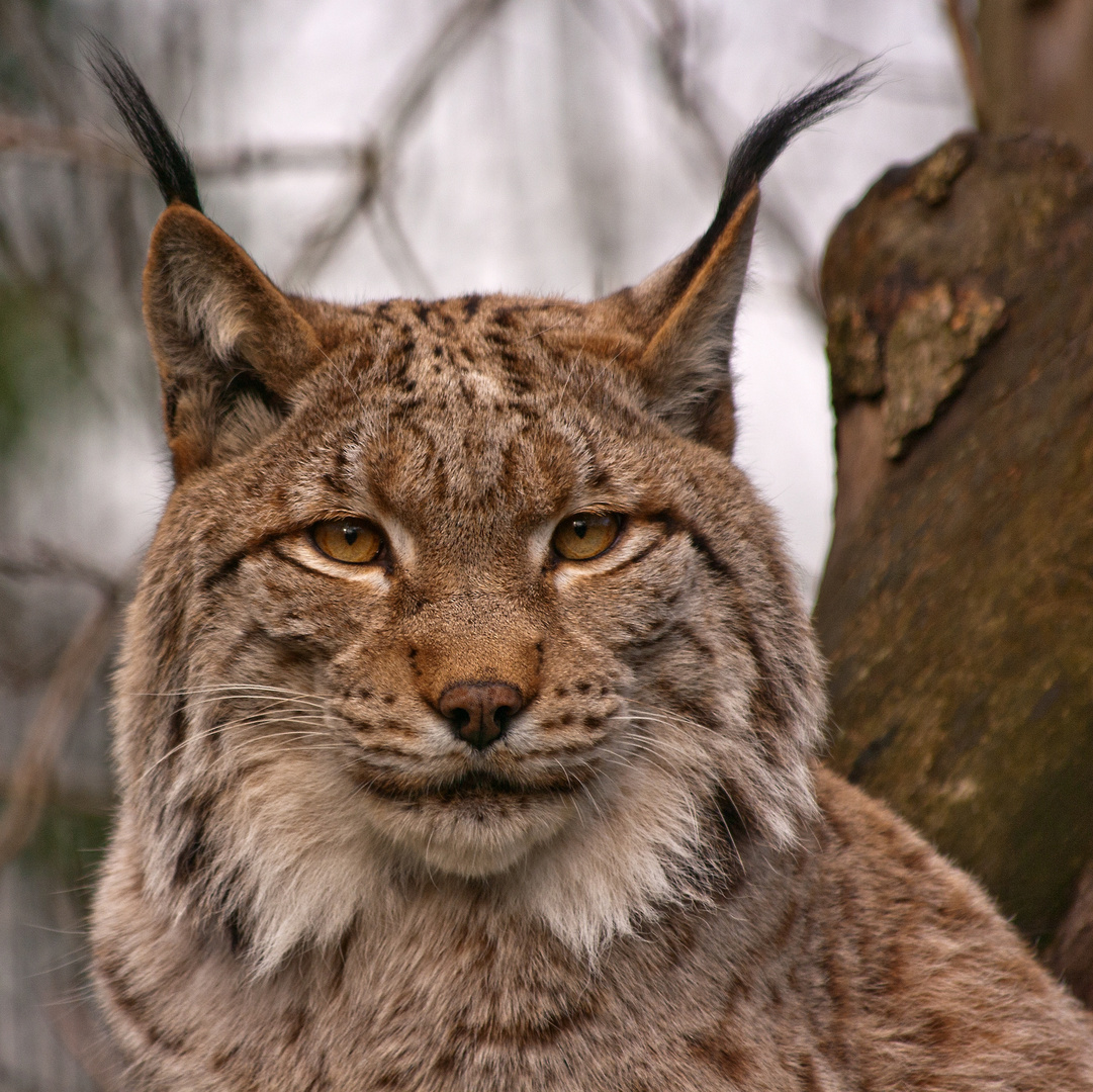 Luchs Portrait Foto & Bild tiere, zoo, wildpark & falknerei