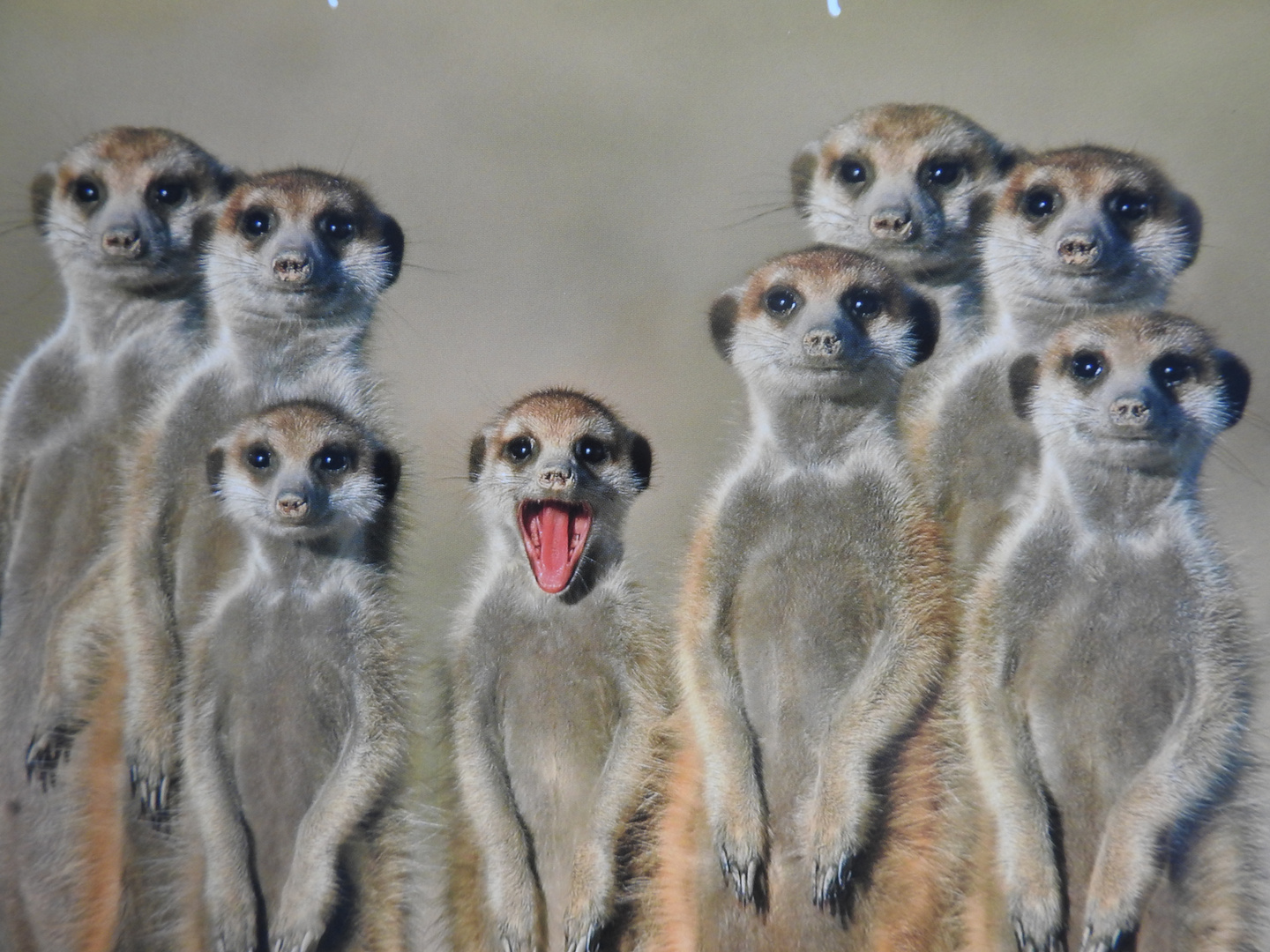 Lustige Bilder Kostenlos Furs Handy