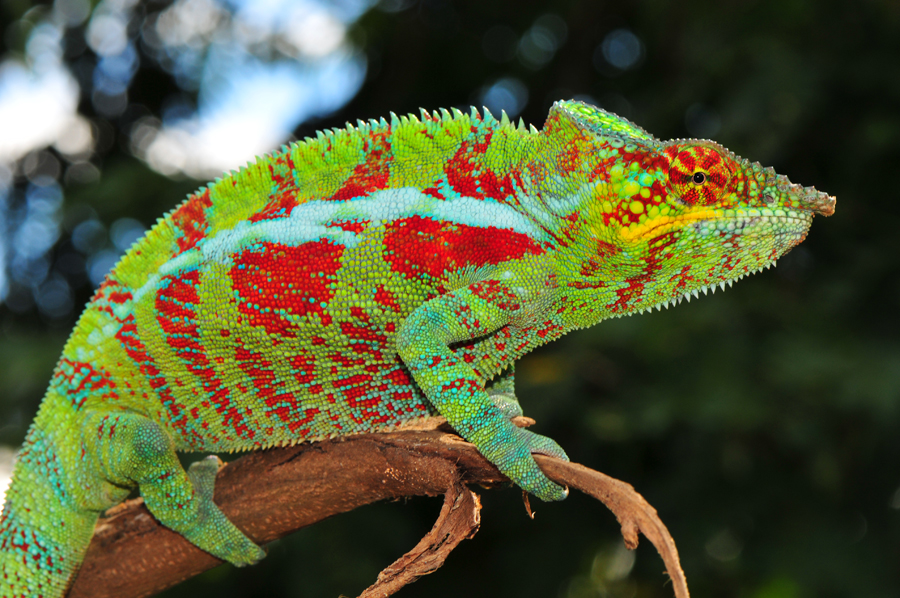 Madagaskar-Chamäleon Foto & Bild | tiere, wildlife, amphibien